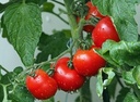 [Tomategrappegrossiste] Tomate grappe