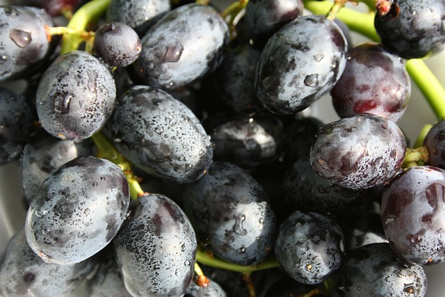 Raisin muscat de Hambourg