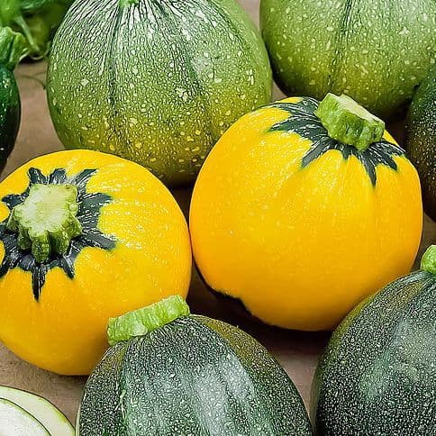 Courgette ronde
