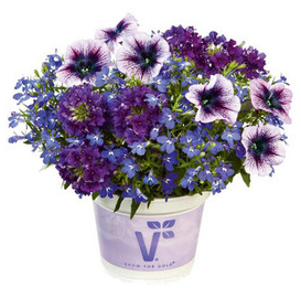 Trio de fleurs : Caledonia