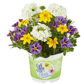 Trio de fleurs : Brasil