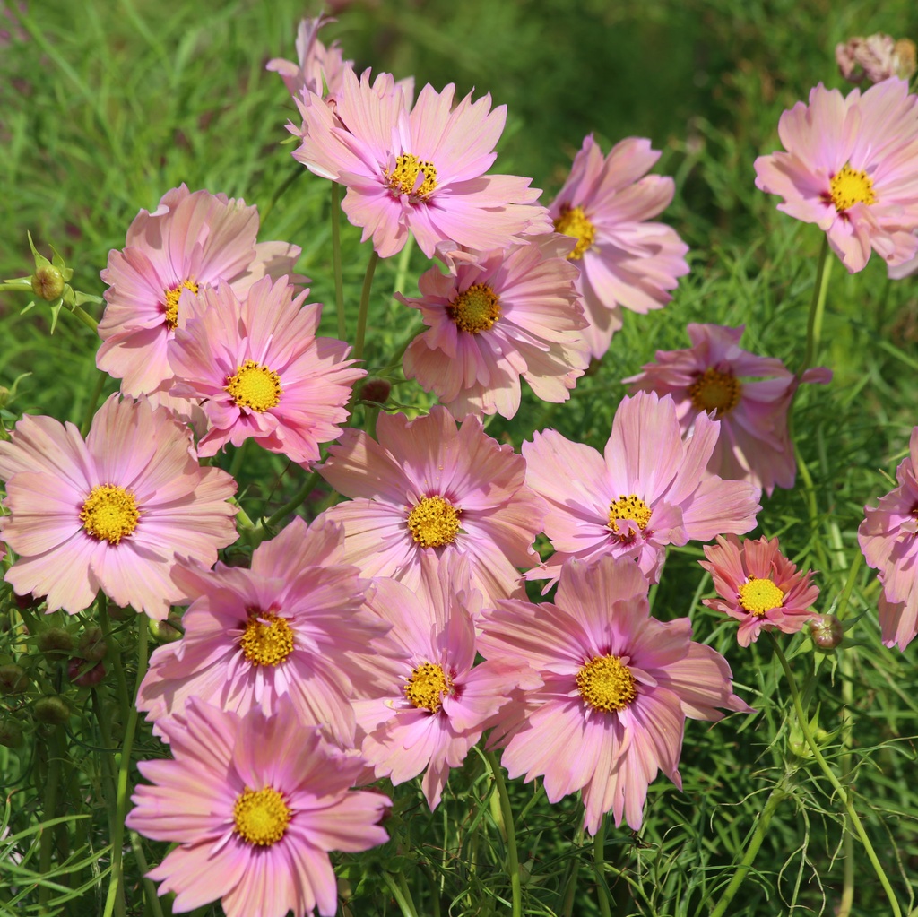 Cosmos Apricotta