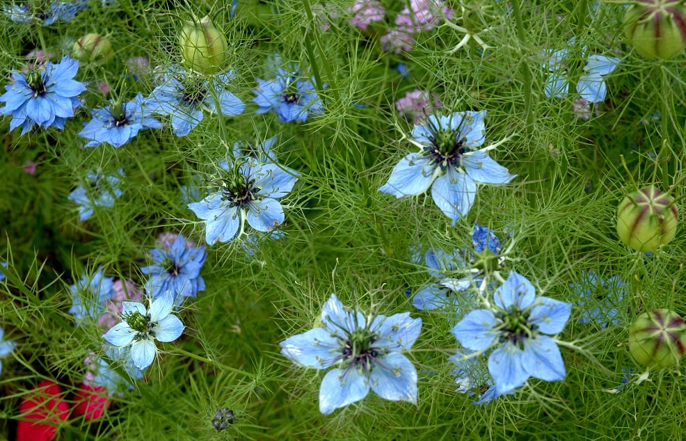Nigelle de Damas