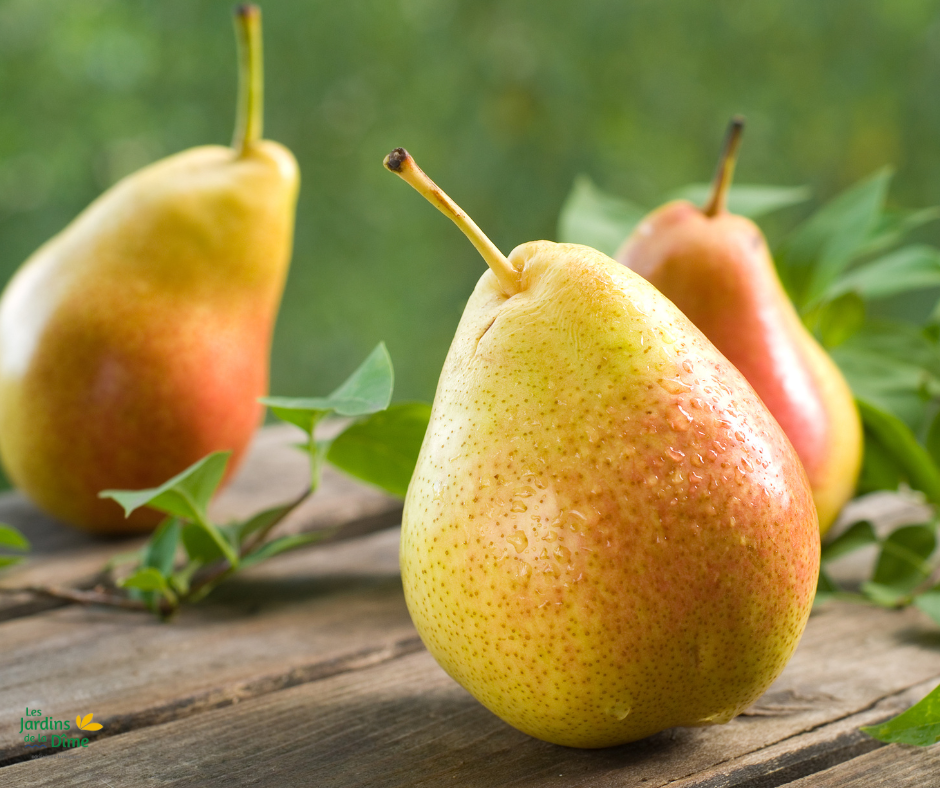 Poire Qtee