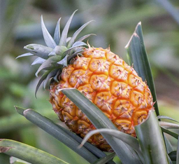 [Ananasgrossiste] Ananas Cayenne