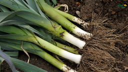 [Poireaudime] Poireau