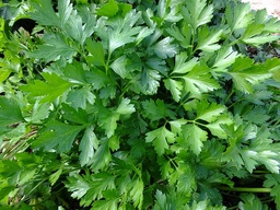 [Persilplatdime] Persil plat