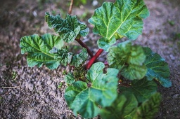 [Plantrhubarbe] Plant - Rhubarbe