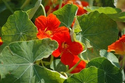 [Fleurcapucine] Capucine