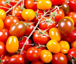 [Tomatecerisedime] Tomate cerise