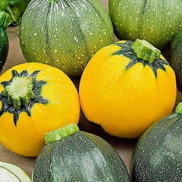 [Courgetterondedime] Courgette ronde