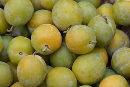 [Prunereineclaudegrossiste] Prune Reine Claude