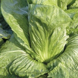 [Chicoréepaindesucredime] Chicorée Pain de sucre