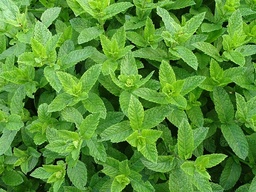 [Menthebottedime] Menthe en botte