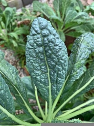 [Choupalmierdime] Chou palmier