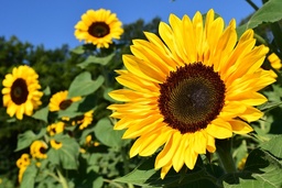 [Fleurtournesol] Tournesol