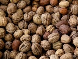 [Noixsèchegrossiste] Noix de Grenoble