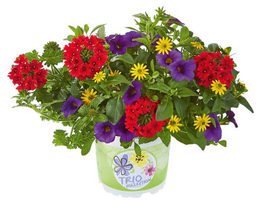 [Triodefleursandorra] Trio de fleurs : Andorra