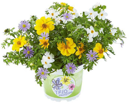 [Triodefleursvaticano] Trio de fleurs : Vaticano