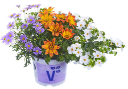 [Triodefleursprince] Trio de fleurs : Prince's Choice