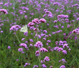 [fleurVerveinebuenosaires] Verveine de Buenos Aires