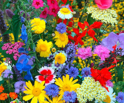 [Mélangepapillon] Mix fleurs Papillon