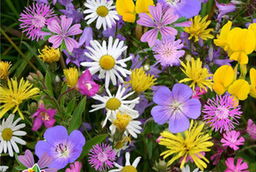 [Mélangemellifère] Mix fleurs Pré fleuri