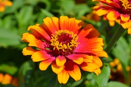 [Fleurzinniayellow] Zinnia Yellow Flame