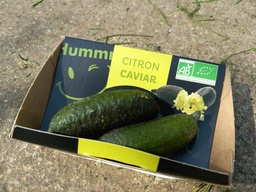 [Citroncaviargrossiste] Citron caviar