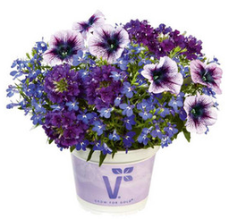 [Triocaledonia] Trio de fleurs : Caledonia
