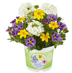 [Triobrasil] Trio de fleurs : Brasil