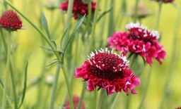 [Fleurscabieuse] Scabieuse des jardins