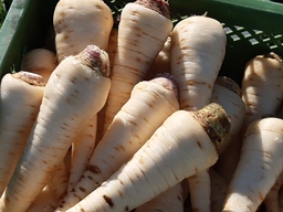 [Persiltubéreuxgrossiste] Persil tubéreux