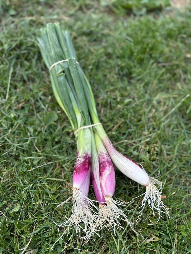 Oignon rose en botte