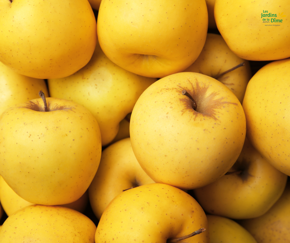 Pomme Lafayette