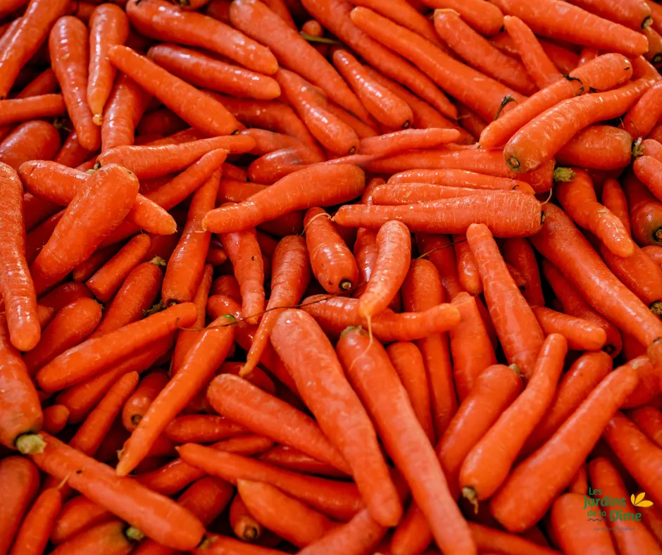 Carotte orange - 500g