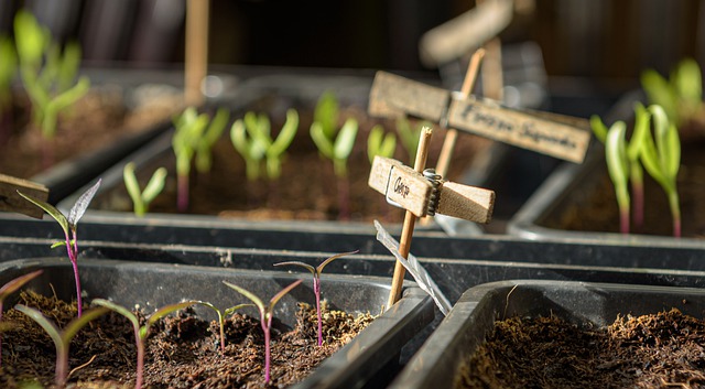 Plant - Mesclun