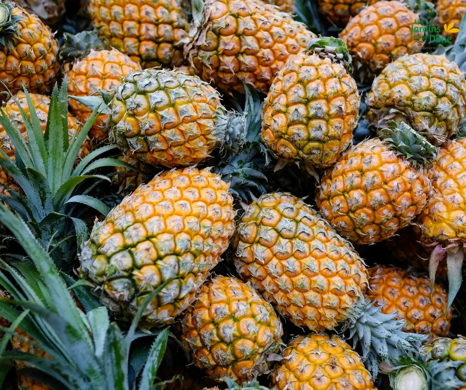 Ananas Cayenne - Pièce
