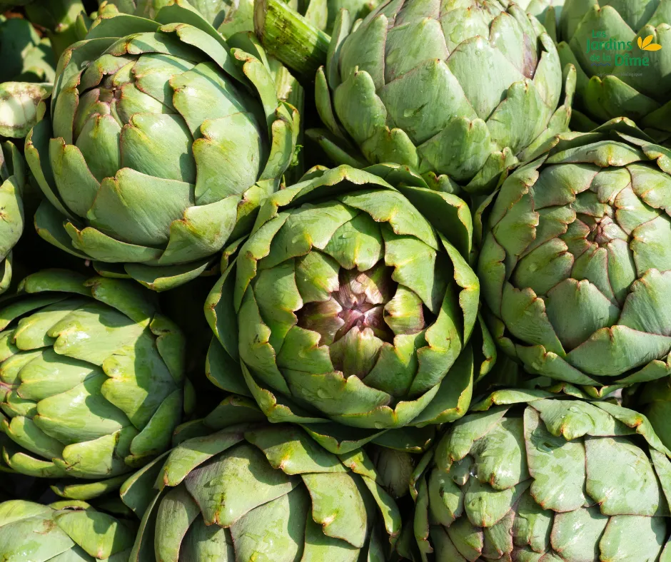 Artichaut Camus - Pièce