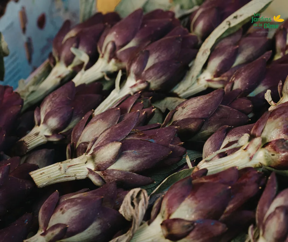 Artichaut violet - 250g