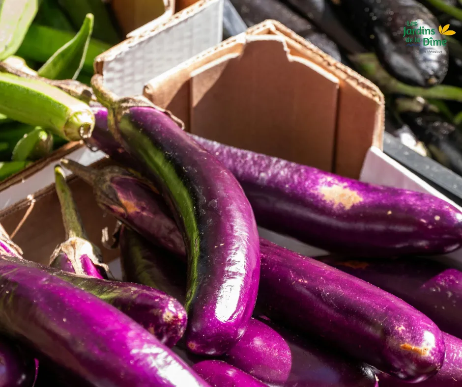 Aubergine japonaise - 250g