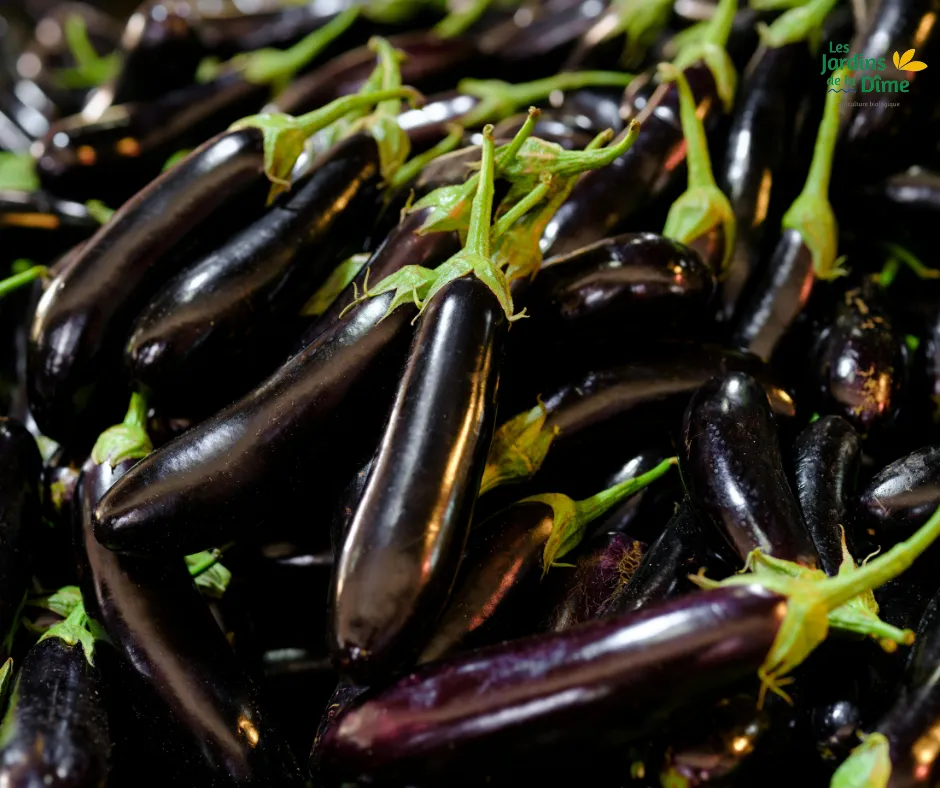 Aubergine violette - Pièce