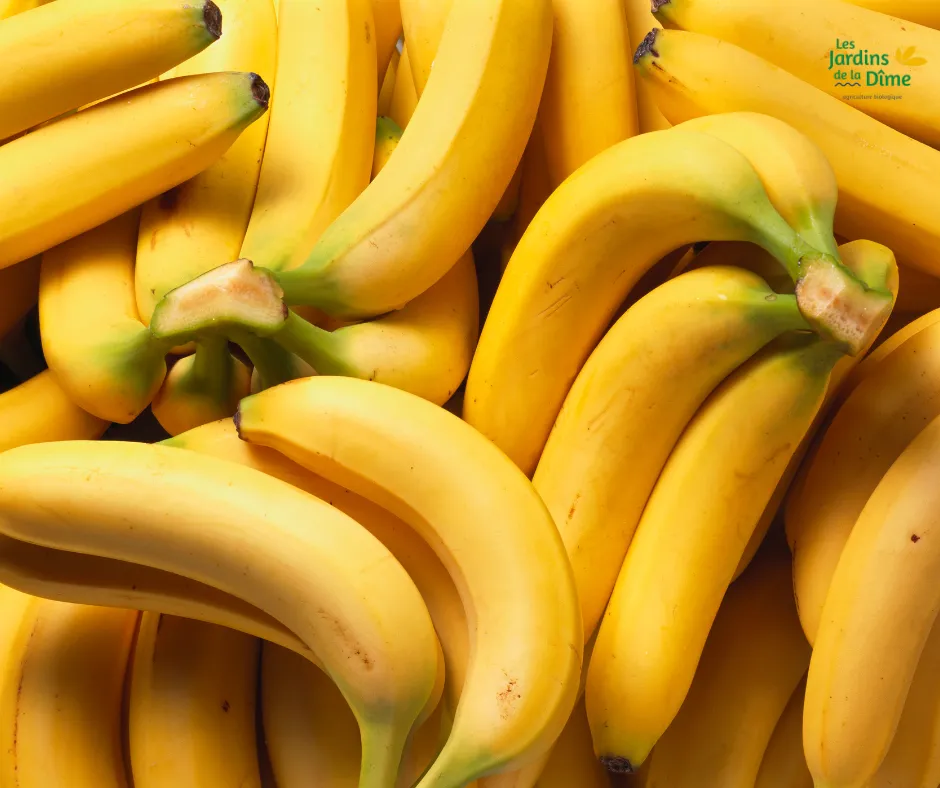 Banane - Pièce