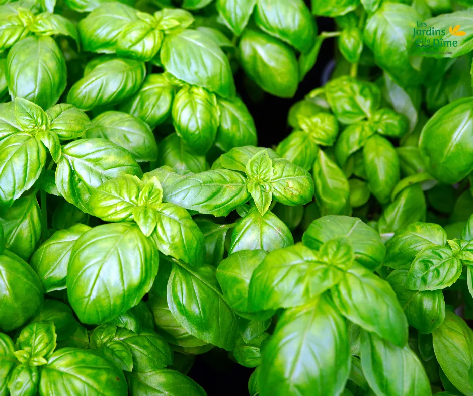 Basilic vert - Pot