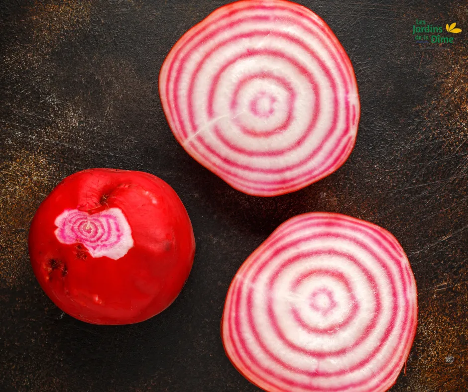 Betterave Chioggia - 250g