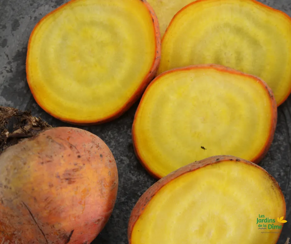 Betterave jaune - 250g
