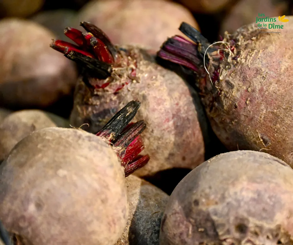 Betterave rouge - 250g