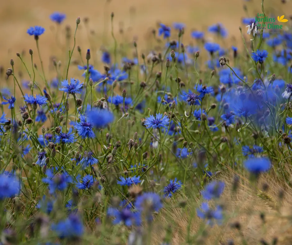 Bleuet