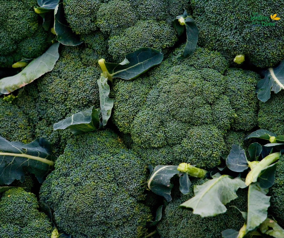 Brocoli - 500g