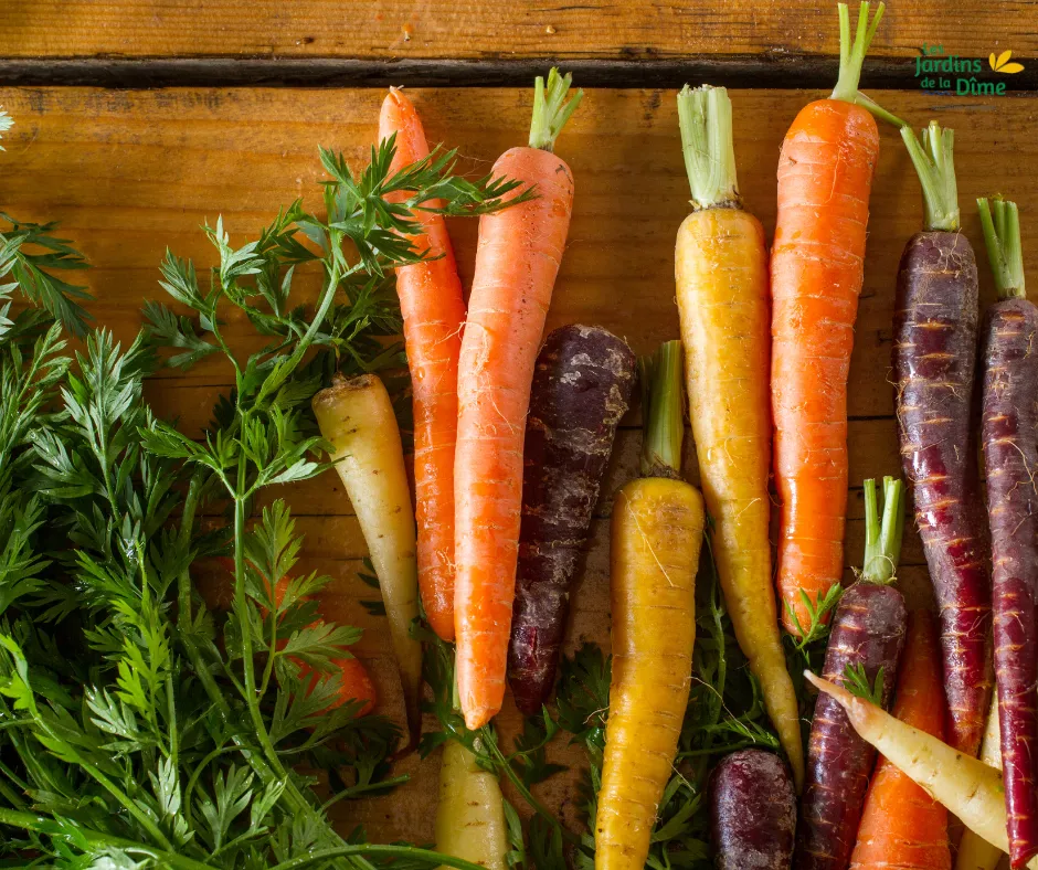 Carotte en mélange - 500g